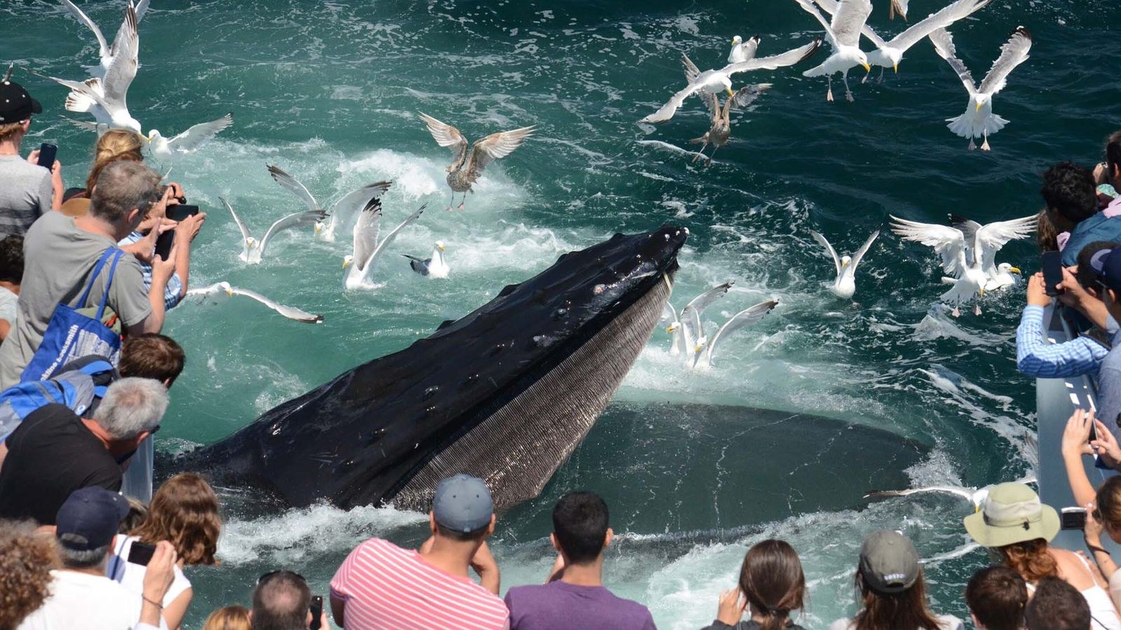 New England Whale Watch: Deep-Sea Giants from Boston Harbour