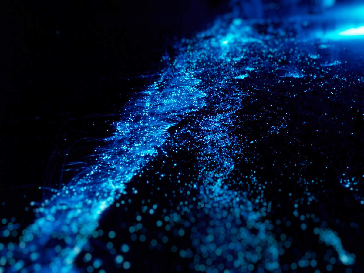 Sunrise Bioluminescence & Bird Walk, Betalbatim Beach