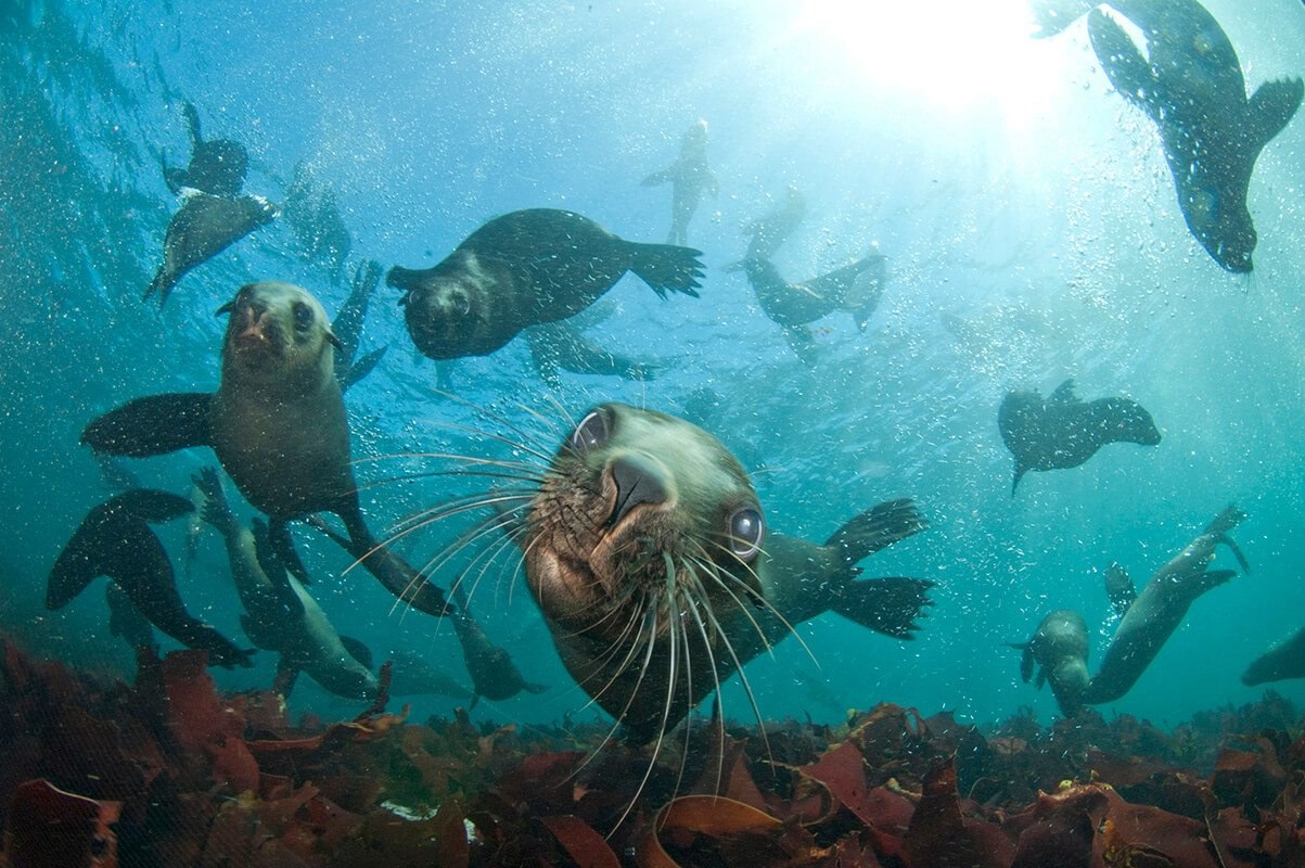 Seal Snorkeling with Wild Cape Fur Seals