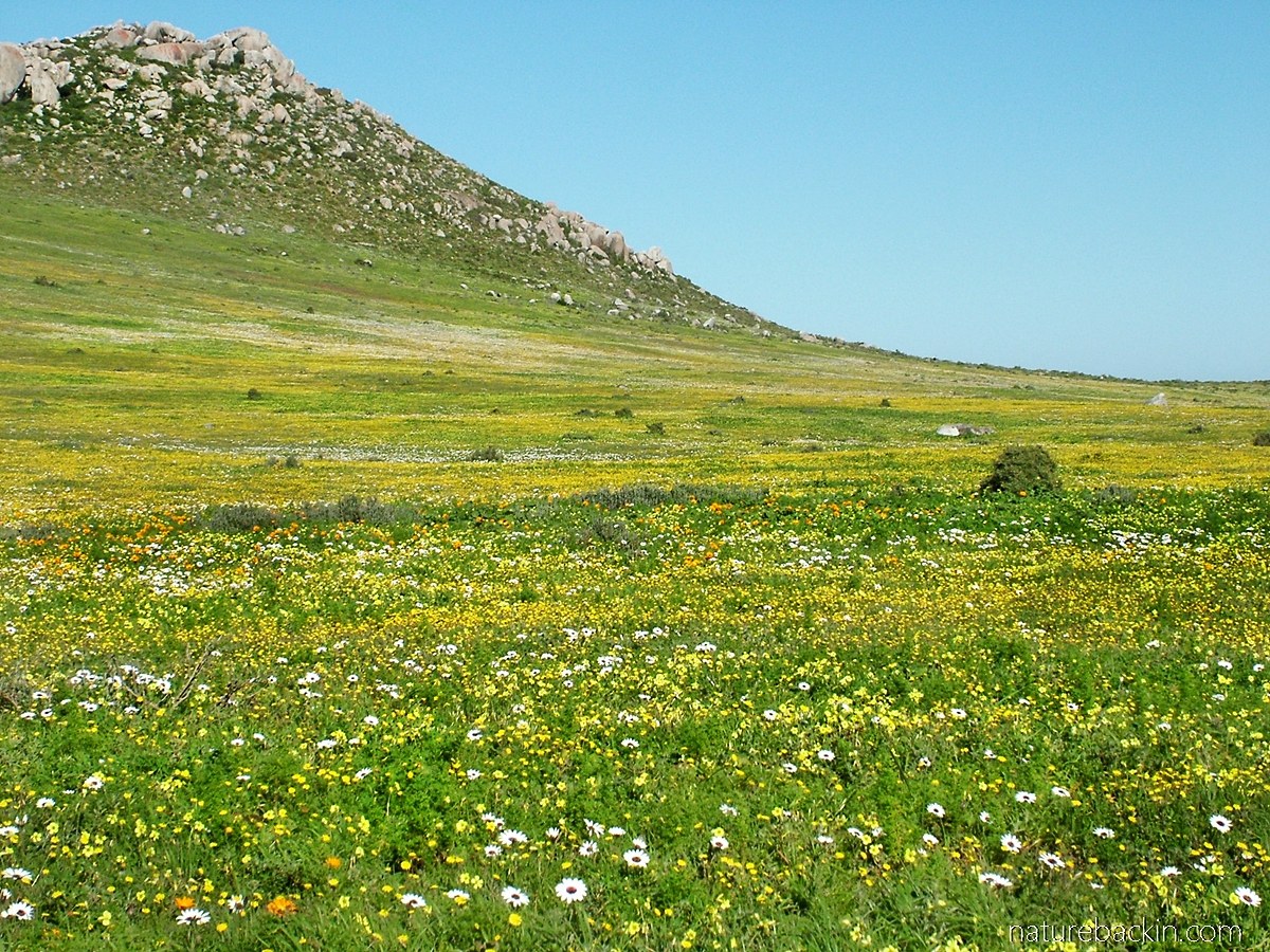 West Coast National Park: Postberg Wildflower & Wetland Walk