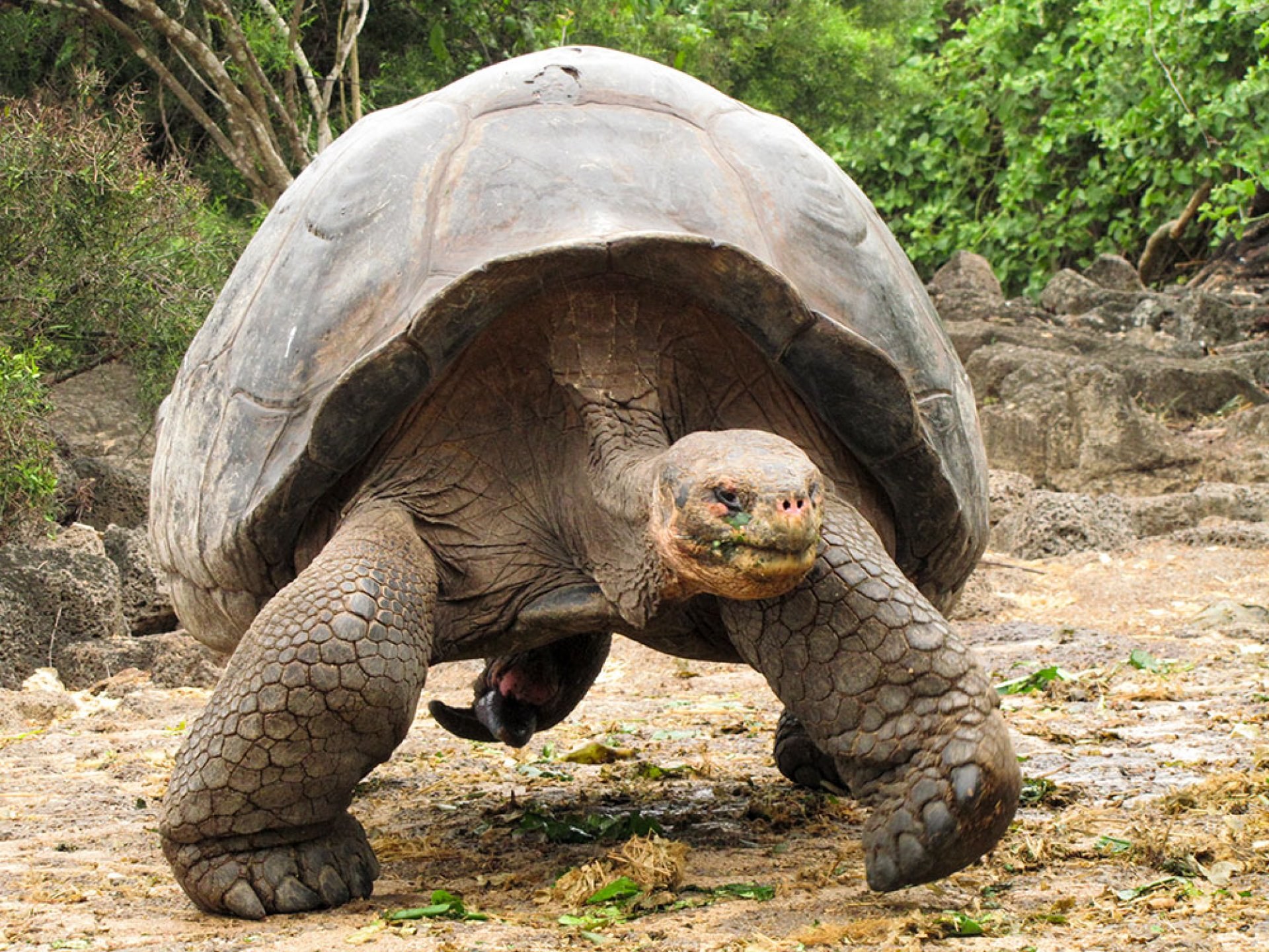 Highlands Giant Tortoises in the Wild, Private Naturalist