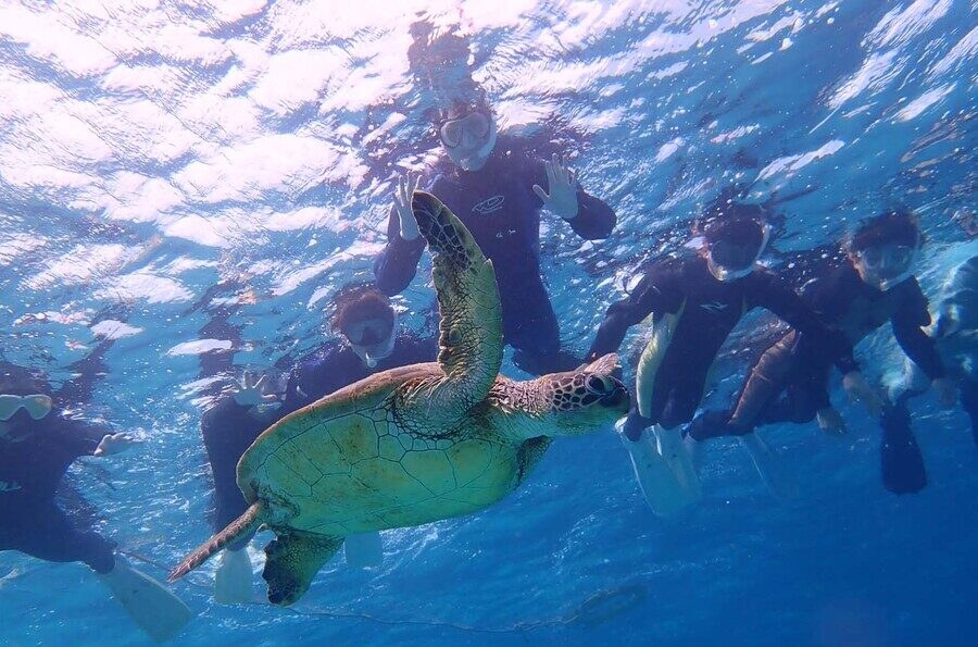 Snorkeling with Sea Turtles, Small-Group Boat
