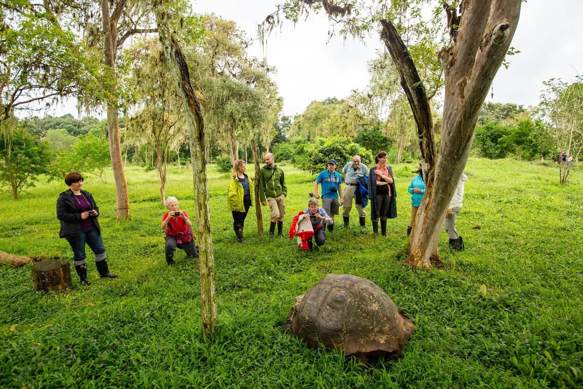 Giant Tortoises in the Wild at a Private Highlands Ranch