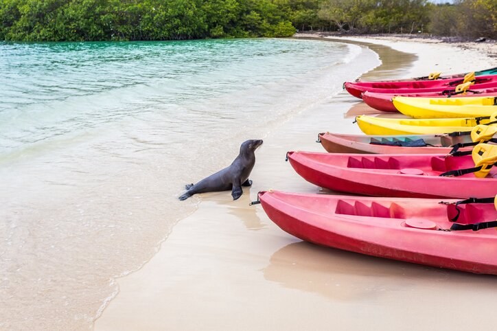 Kayak the Mangroves and Sea Lion Coves of Puerto Ayora's Coastline