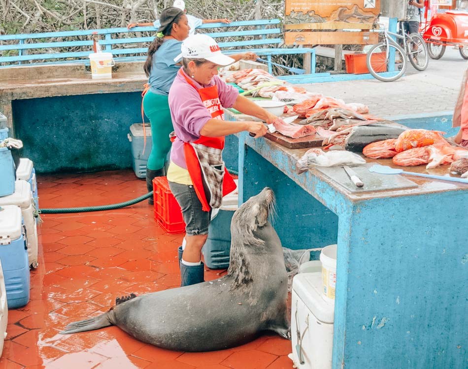 Twilight Fish Market Stroll and Sea Lion Watch, Puerto Ayora