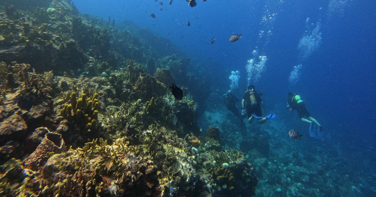 Diving the Cousteau-Rated Reefs off Terre-de-Haut