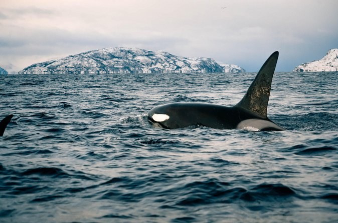 Private RIB to Sørøya's Hidden Waterfalls & Whale Grounds