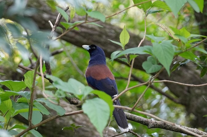 Private Guide: Amami's Habu Snake & Rainforest Ecology Walk