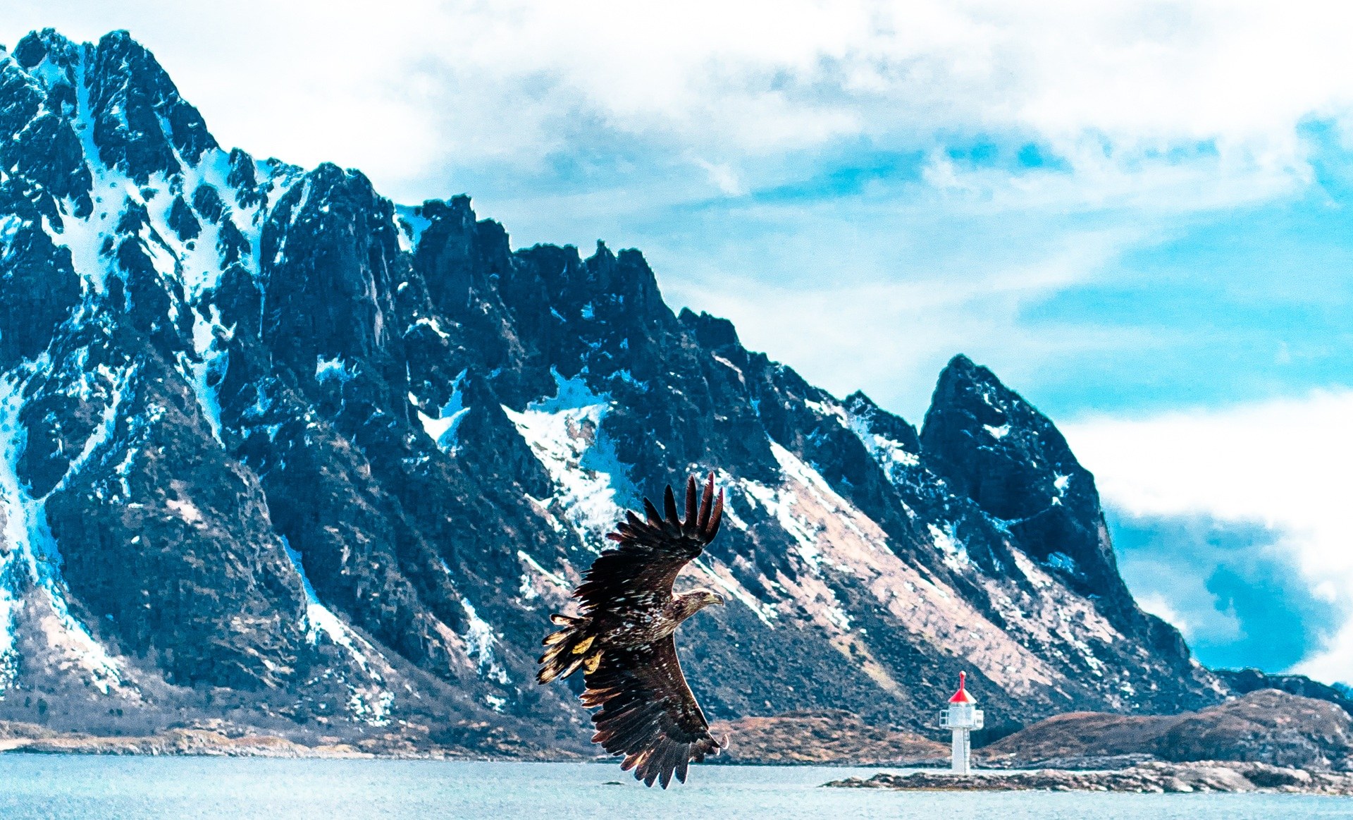 Sea Eagle & Coastal Wildlife Watch by RIB