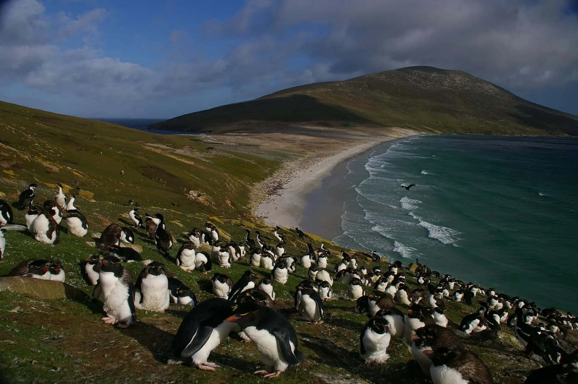 New Island Nature Reserve: Rockhopper & Albatross Colony Walk