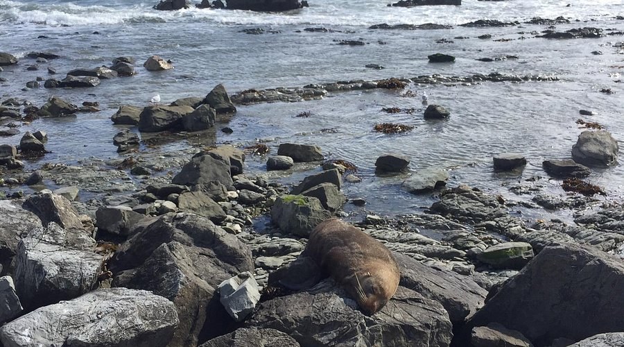 Barnard Point & Prion Island Extension: Fur Seal Colony Walk