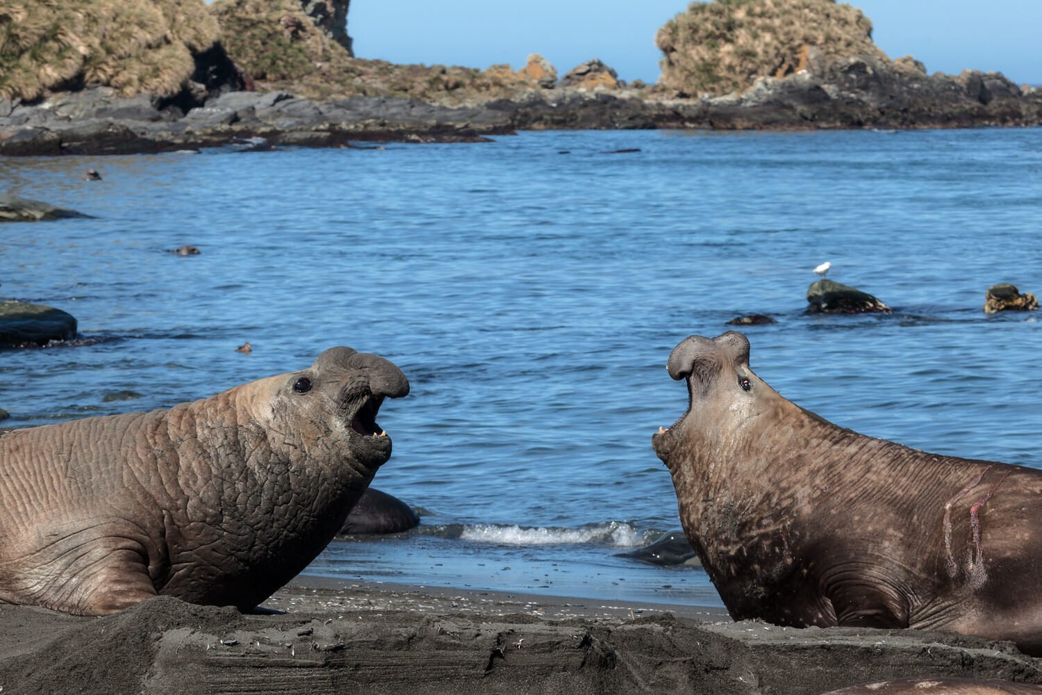 South American Fur Seal & Elephant Seal Watch, Ship Harbour