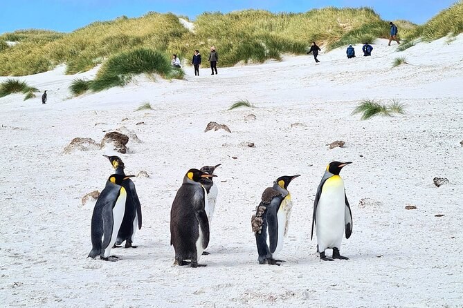 Private Stanley Highlights & Gentoo Penguin Colony Tour