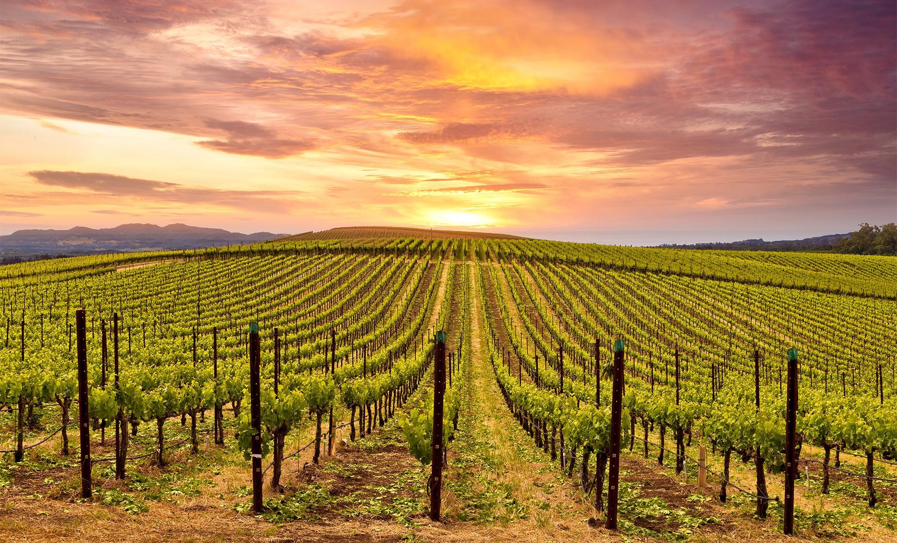 Casablanca Valley Private Wine Safari: Vineyard to Table