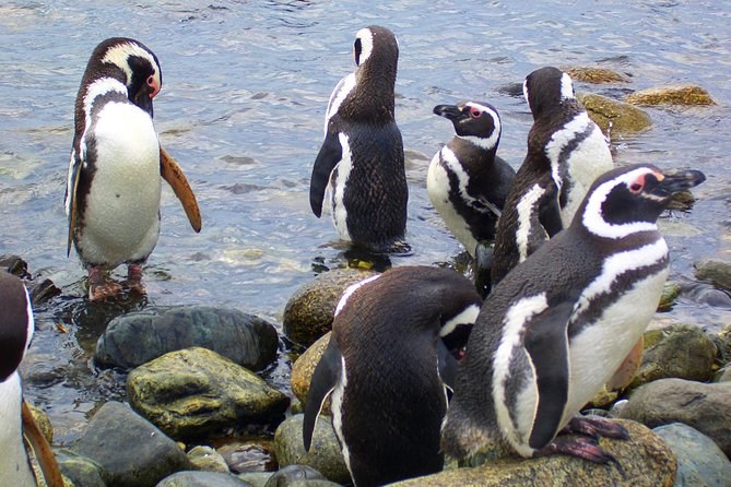 Magdalena Island: Private Boat & Magellan Penguin Walk