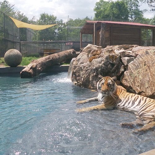 Catty Shack Ranch Wildlife Sanctuary Big Cat Feeding