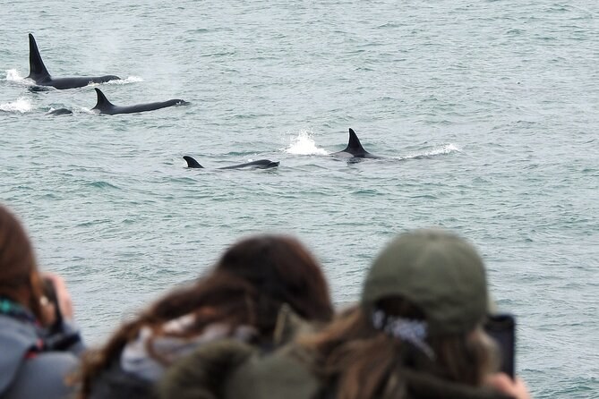 Private Full-Day Península Valdés: Orcas, Elephants & Sea Lions