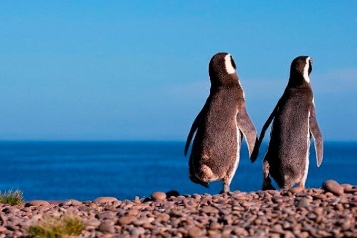Walk Among 500,000 Penguins: Private Punta Tombo Reserve
