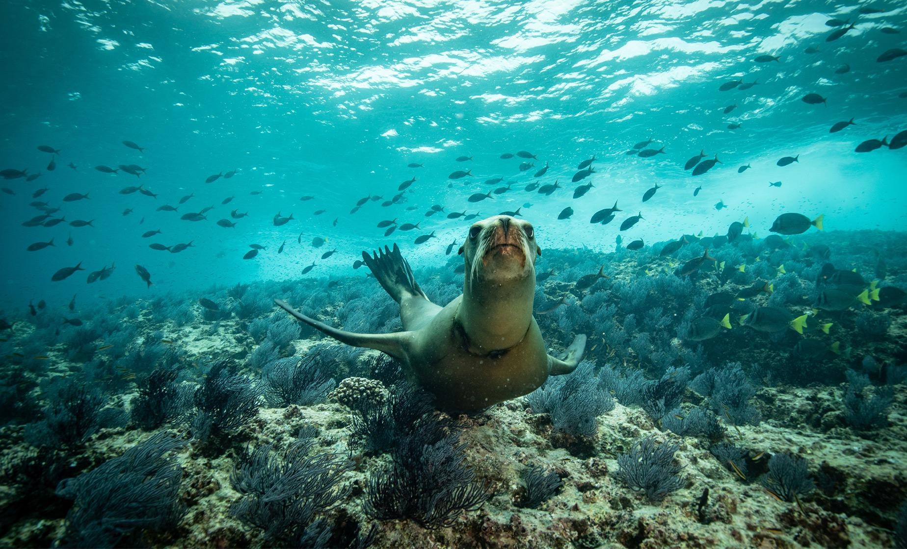 Snorkel with Sea Lions at Punta Loma: Small-Group Dive
