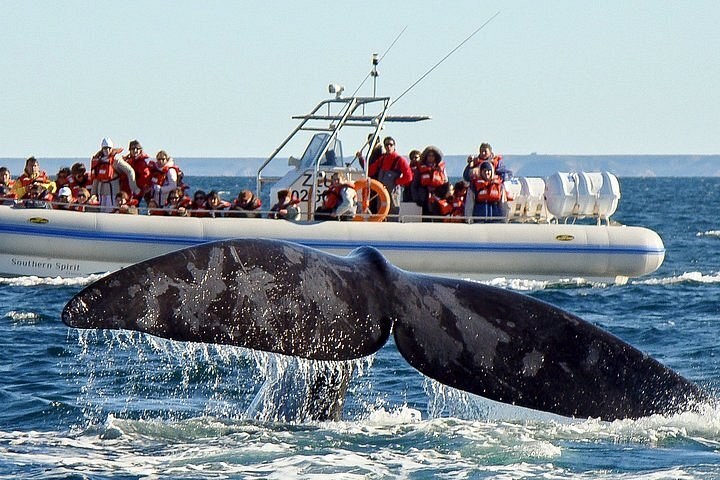 Southern Right Whale Watching by Zodiac: Golfo Nuevo
