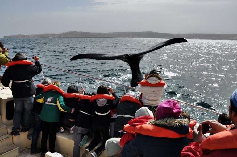 Ecocentro Puerto Madryn: Patagonian Marine Science & Art