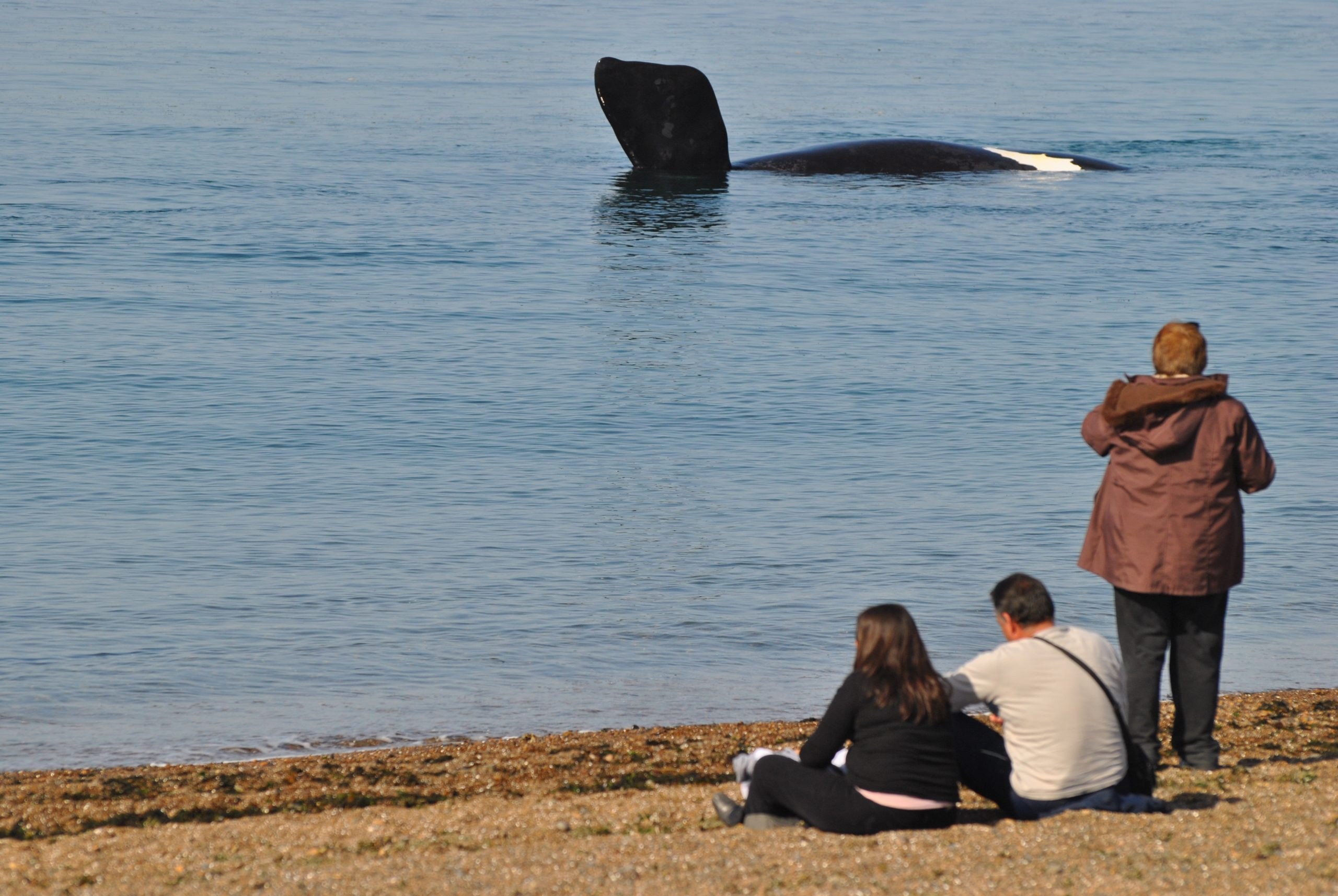 Doradillo Beach: Wild Whale Watching from the Shore