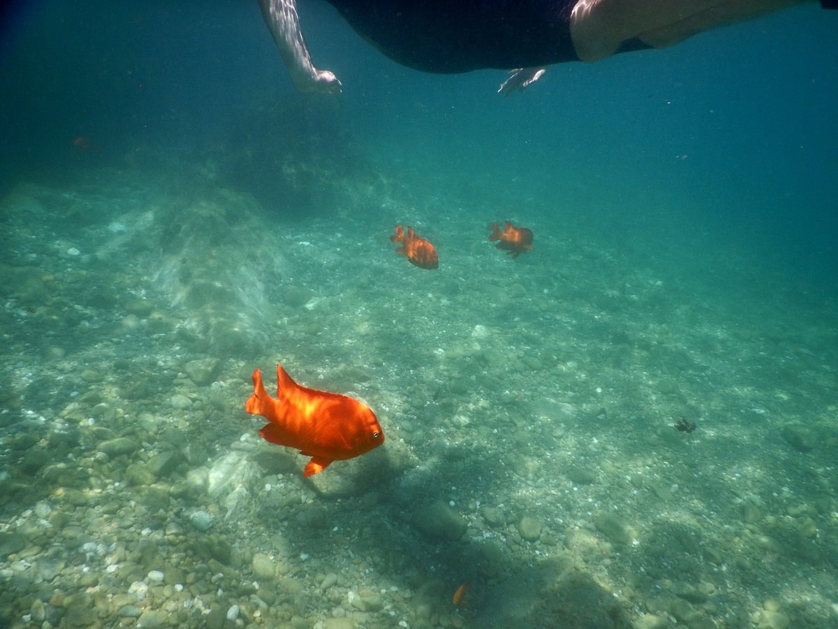 Lovers Cove Marine Reserve Snorkel & Glass-Bottom Kayak