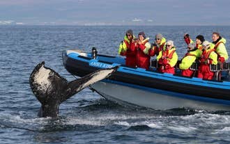 Whale Watching: Zodiac Speedboat Safari from the Old Harbour