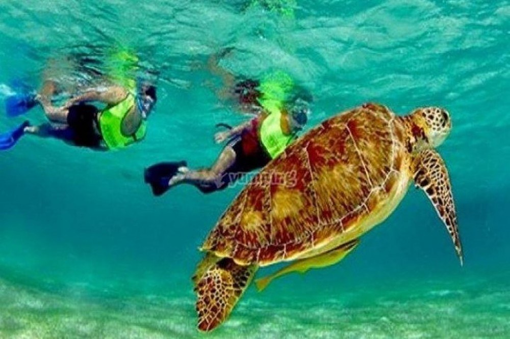 Mesoamerican Reef Snorkel: The World's #2 Barrier Reef