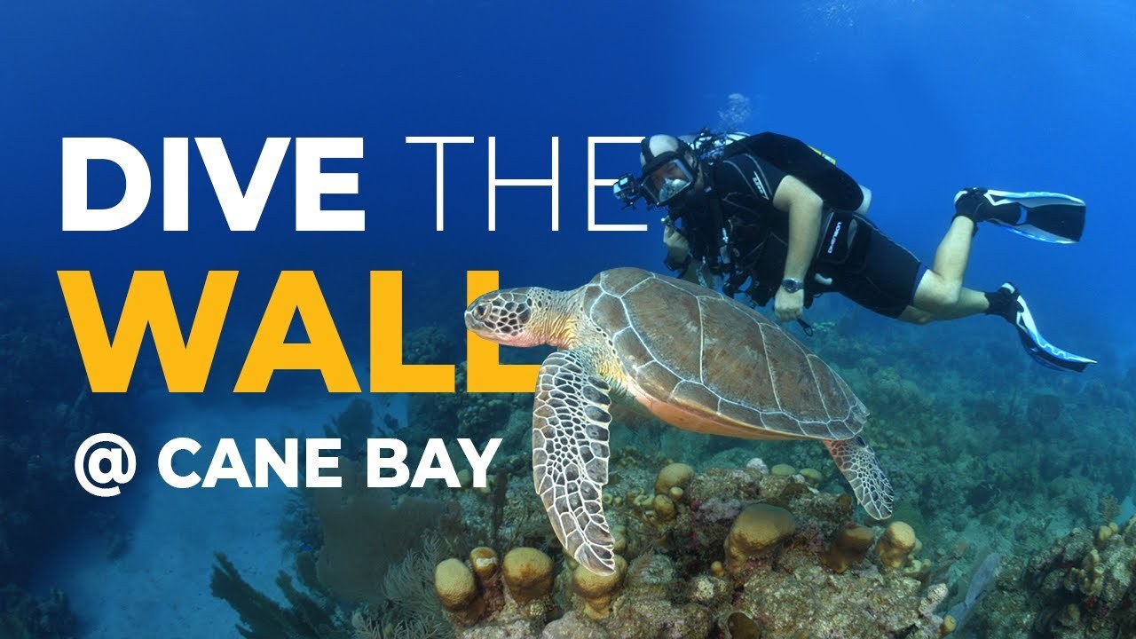 Sea Turtle Snorkel & Reef Dive at Cane Bay Wall