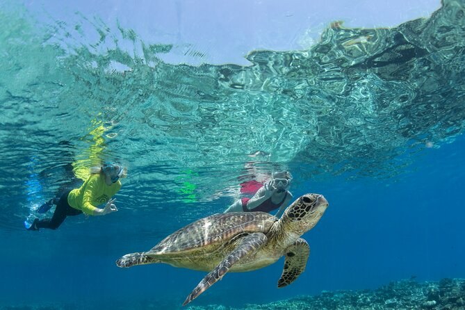 Outer Great Barrier Reef: Dive & Snorkel with Silverswift