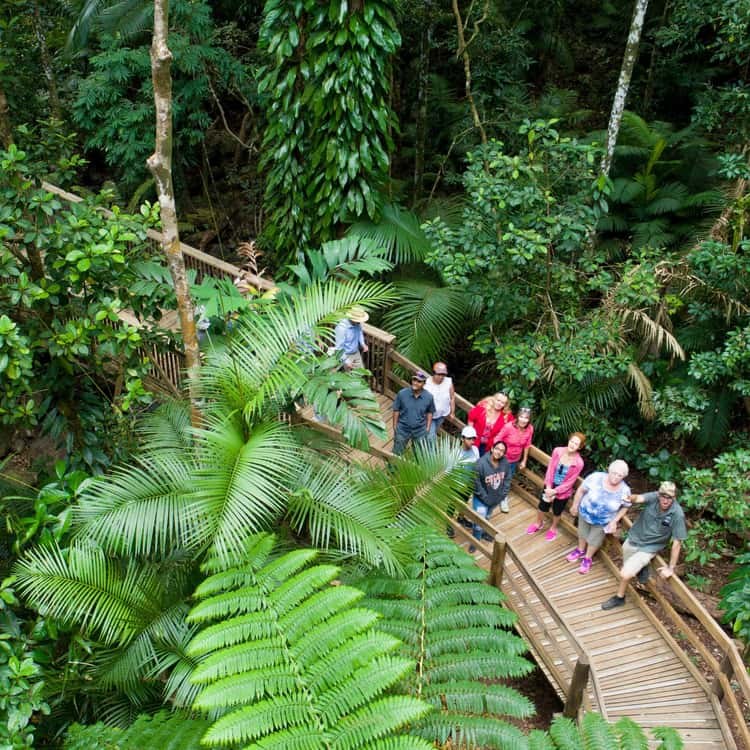 Daintree Rainforest & Cape Tribulation: Small-Group 4WD Day