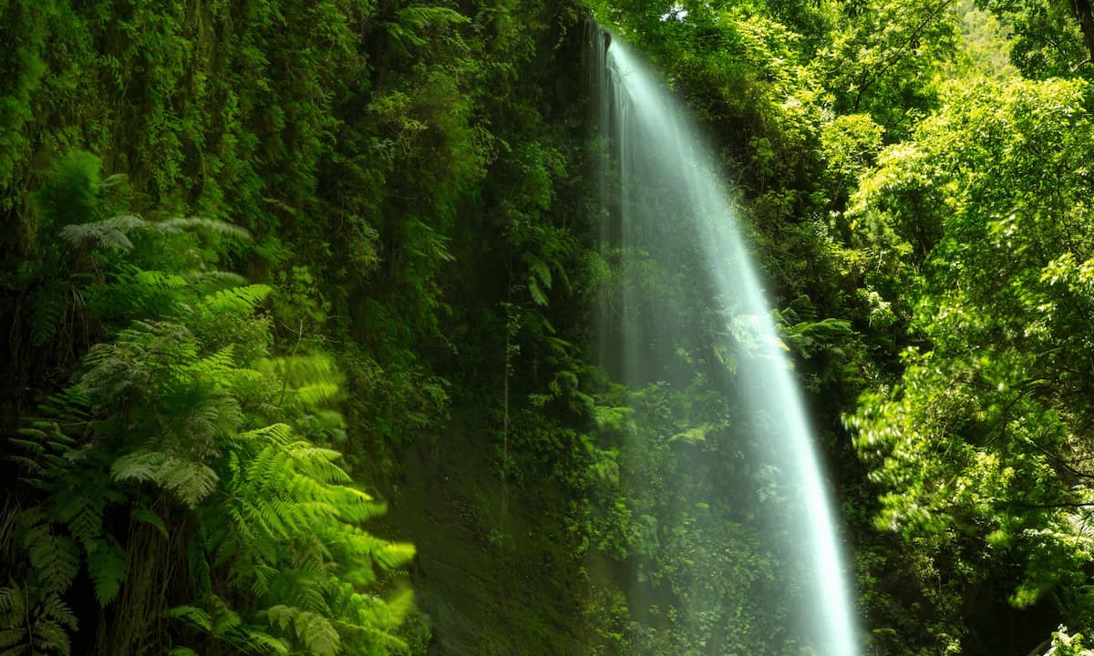 Los Tilos Laurisilva Forest: UNESCO Biosphere Reserve Guided Trek