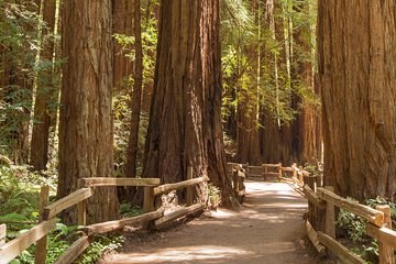 Muir Woods Ancient Redwoods: Private Small-Group Immersion