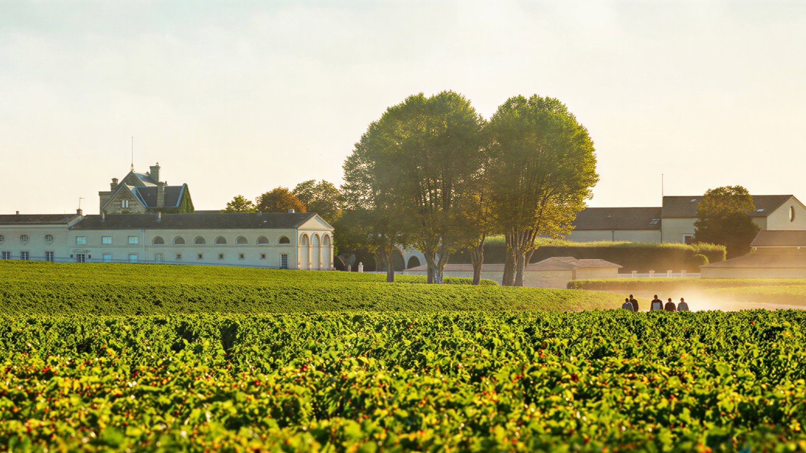 Château Mouton Rothschild: Premier Cru Estate Tour & Tasting
