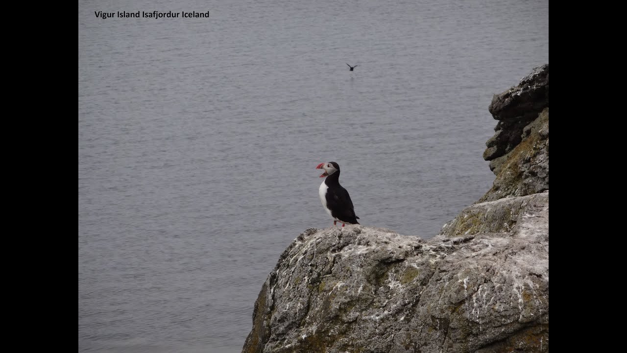 Vigur Island: Puffins, Eider Ducks & Arctic Terns by Private Boat
