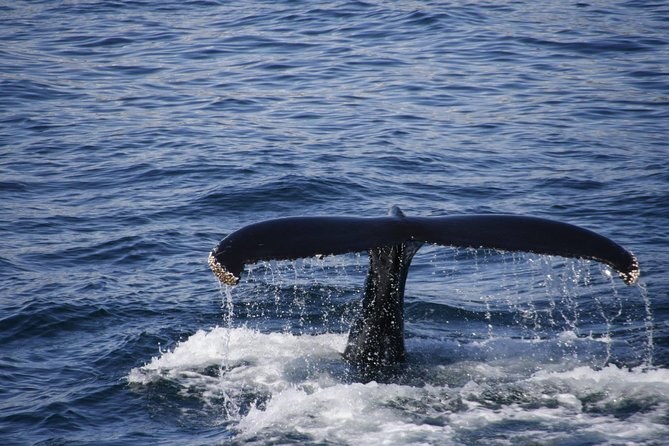 Whale Watching on Ísafjarðardjúp: Expert-Led Small-Group Expedition