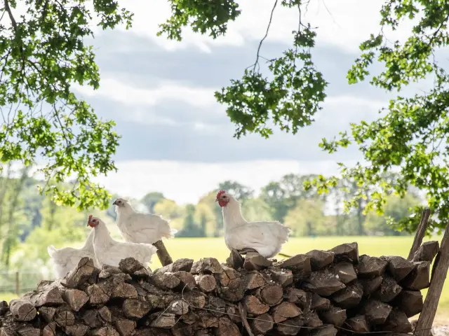 Bresse Poultry Tasting & Farm Visit: A Michelin-World Ritual