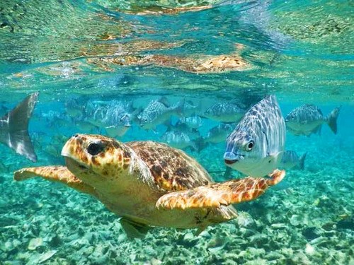 Belize Barrier Reef: Private Snorkel & Coral Garden Sail