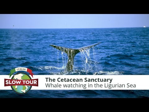 Whale Watching Expedition in the Ligurian Sea Cetacean Sanctuary