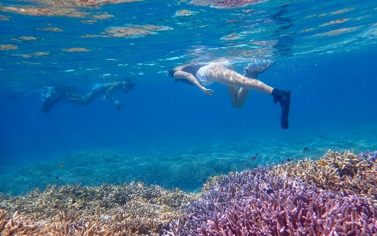 Phantom Island (Hamajima) Private Snorkeling Expedition