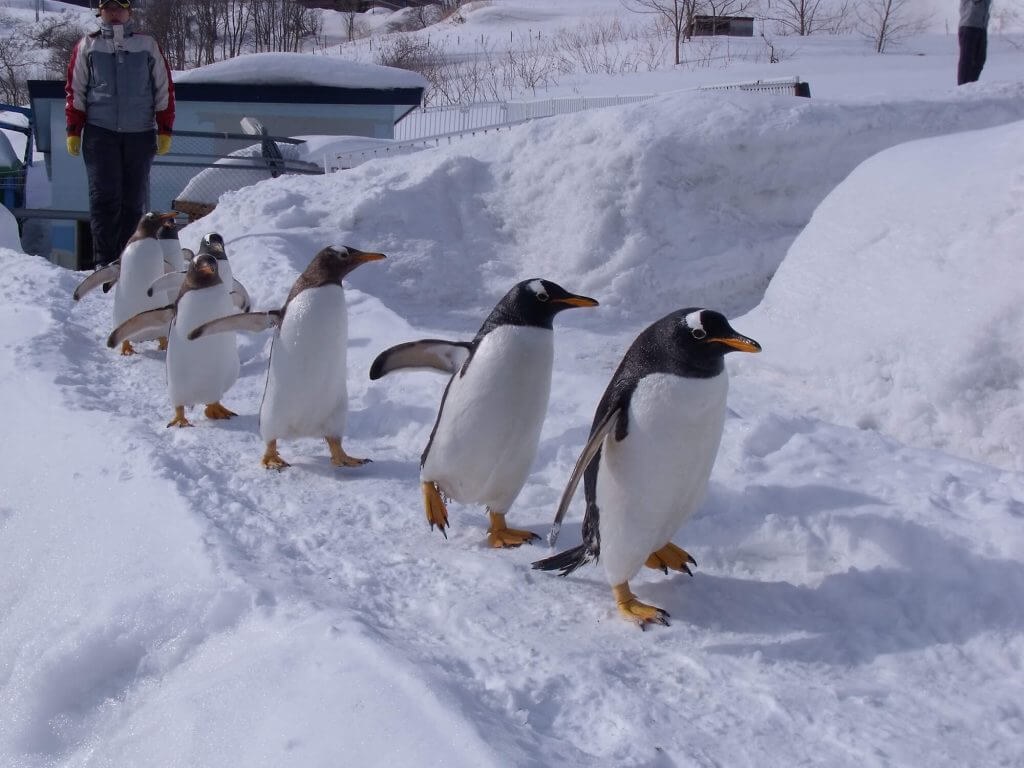 Otaru Aquarium: Penguin Parade & Private Marine Encounter
