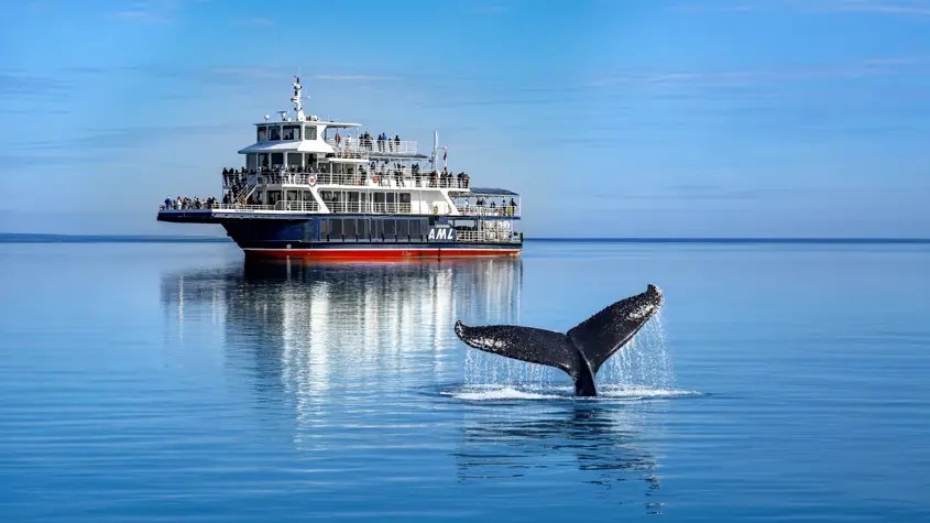 Whale Watching at Tadoussac: Blue & Beluga in the Wild