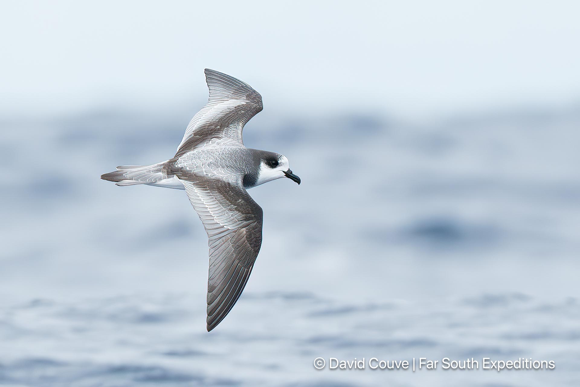 Pelagic Seabird & Marine Wildlife Morning Boat Expedition