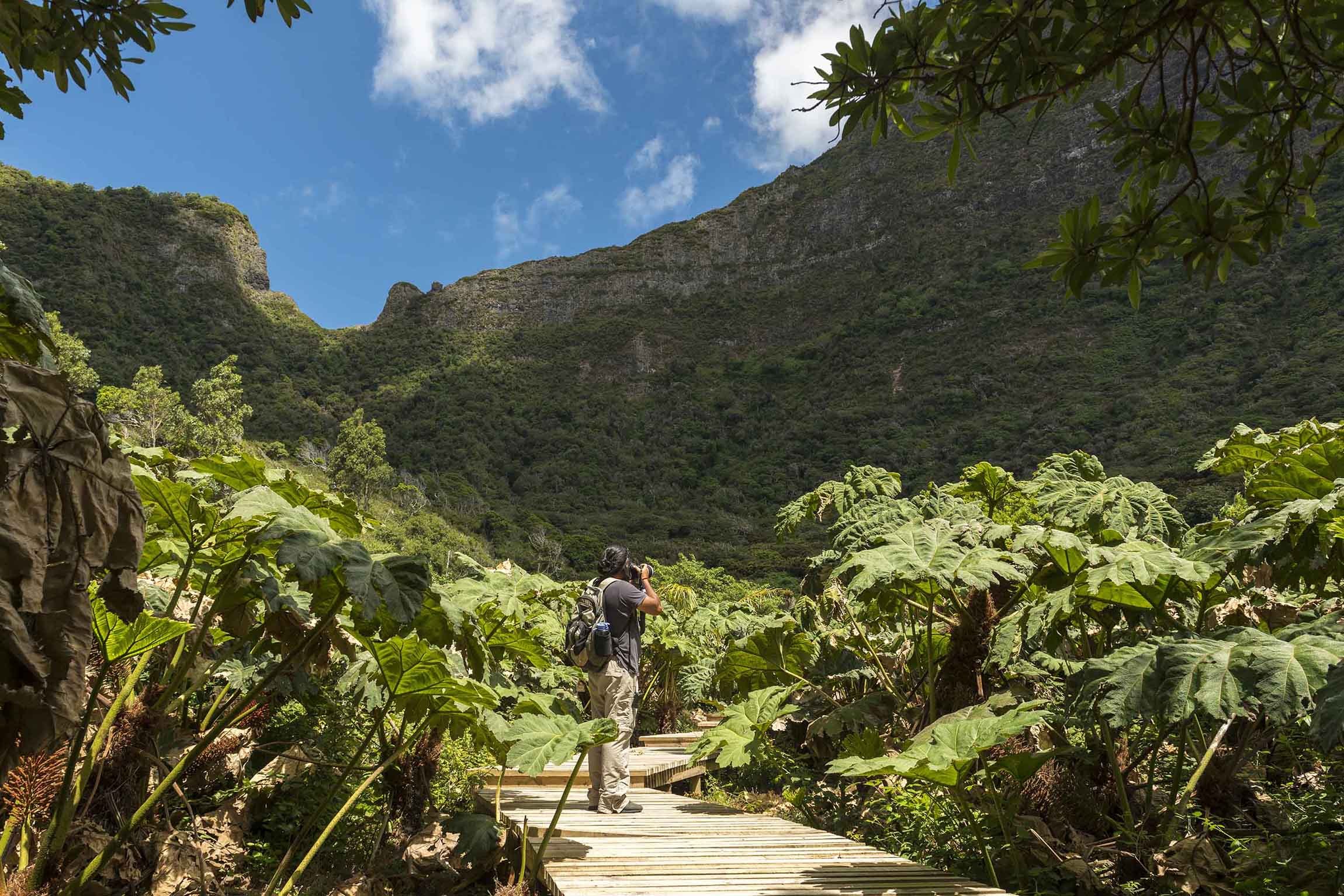 Juan Fernández Endemic Forest Nature Walk with Expert Naturalist