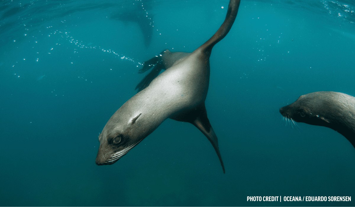 Juan Fernández Fur Seal Colony: Wildlife Zodiac Excursion