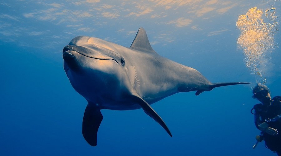 Tiputa Pass Drift Dive: Sharks, Dolphins & Rays