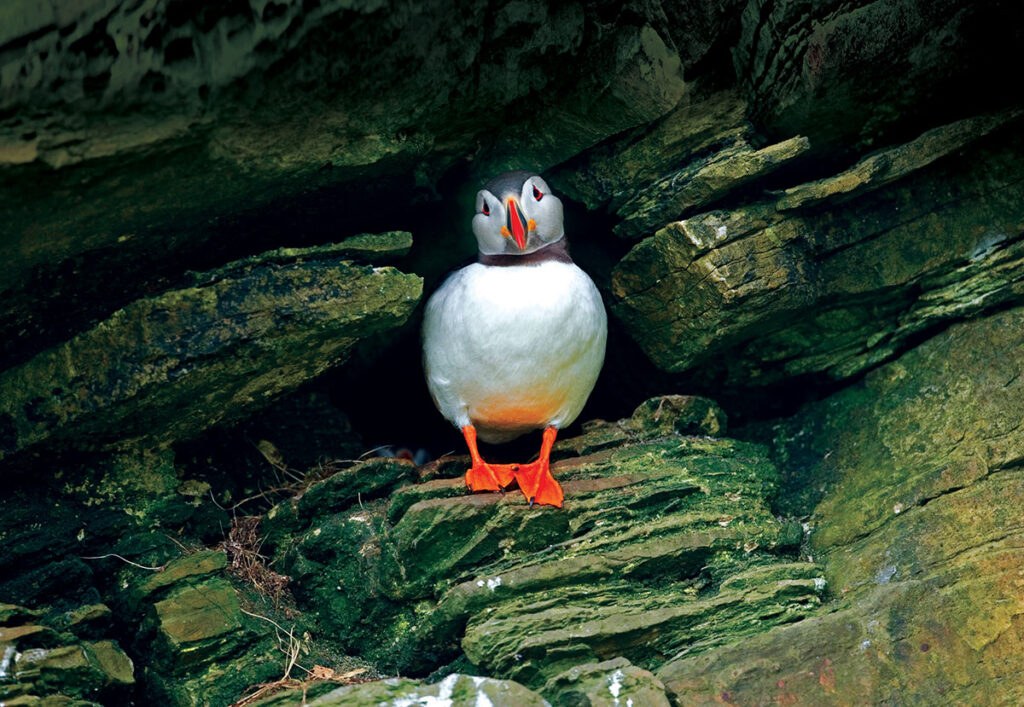 Seabird Nesting Colony: Guided Wildlife Walk on Acadia Islet