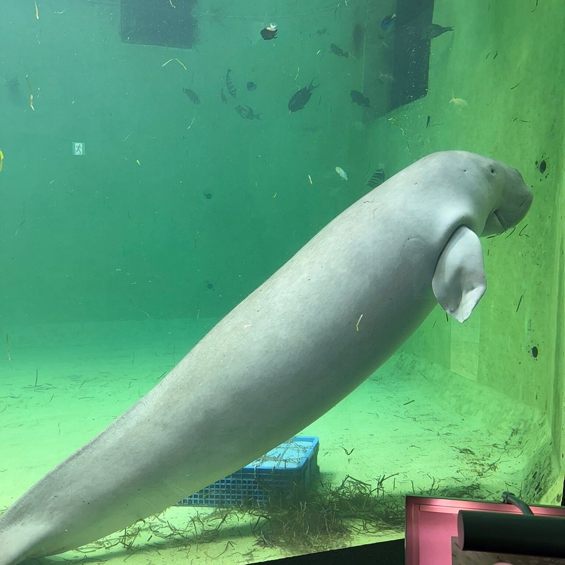 Toba Aquarium: Dugongs, Giant Isopods & Marine Wilderness