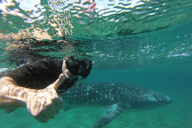 Whale Shark Snorkel: Private Encounter with a Marine Biologist